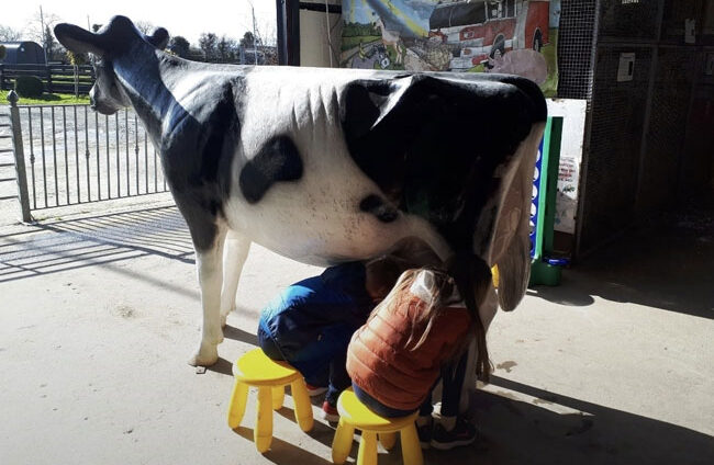 Milking Cow